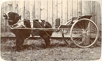 Bouncer posing in harness