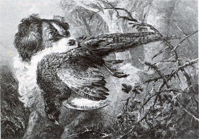 Fig. 3- Drawing by Sir Edwin Landseer, 1827. By courtesy of Beinecke Rare Book and Manuscript Library, Yale University.